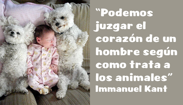 Frases Célebres sobre Perros - Mimomimascota del educador canino Nacho Roca