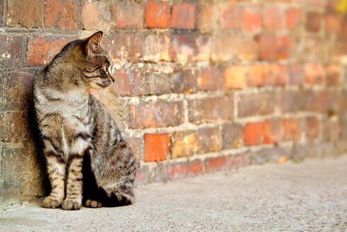 adopción gatos callejeros