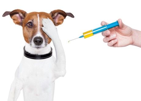 plan vacunal perros mimomimascota